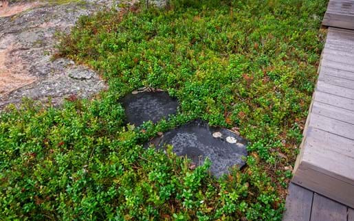 Färdig skogsmatta
