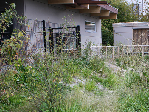 Billede 2: Regnvandsbed, foto: Byggros