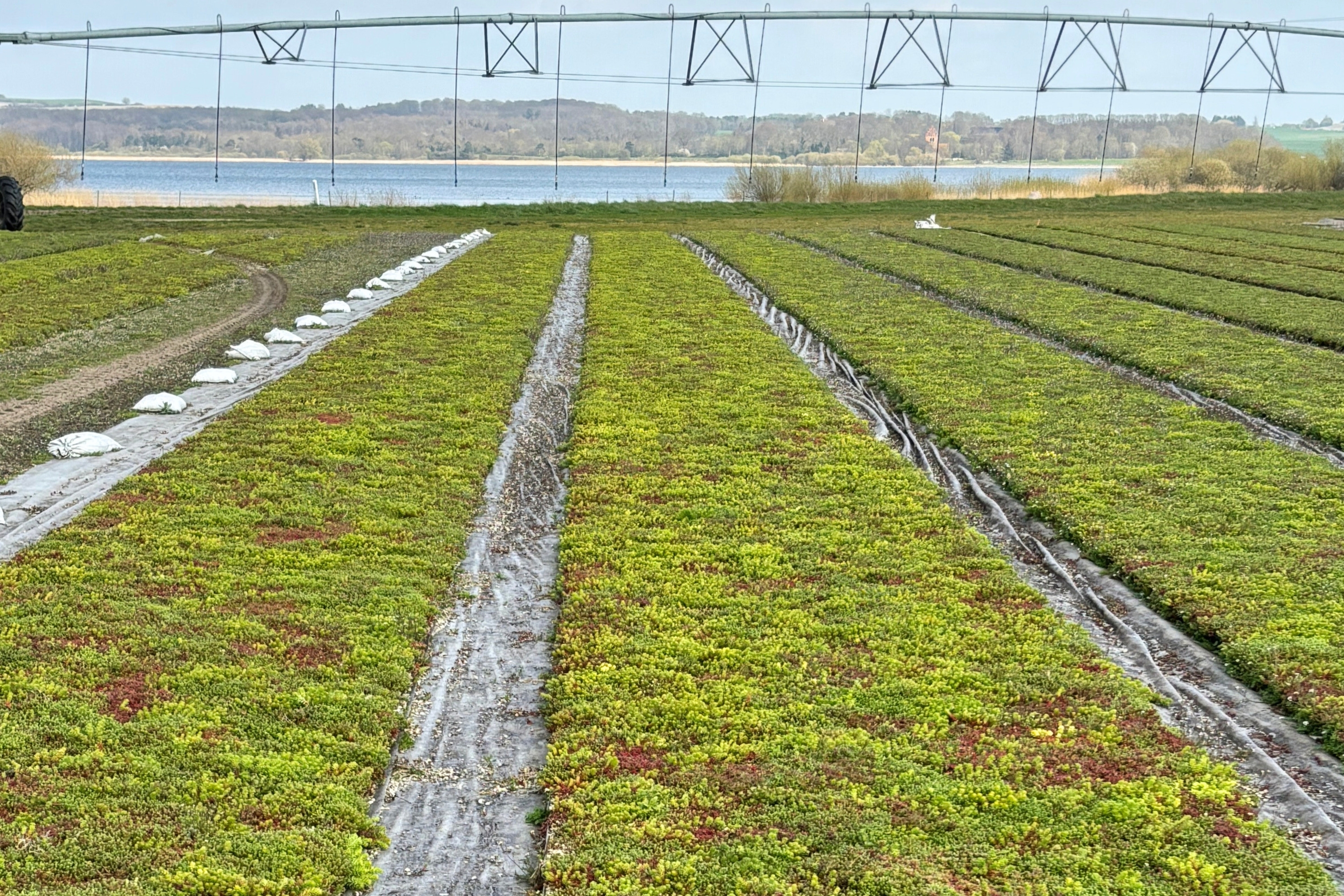 Branchearrangement Sedumproduktion Byggros