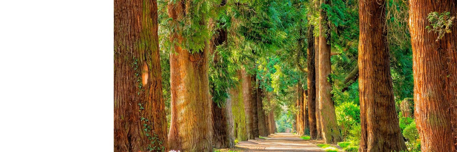 Træer 3000X1000px Træer 3000X1000px