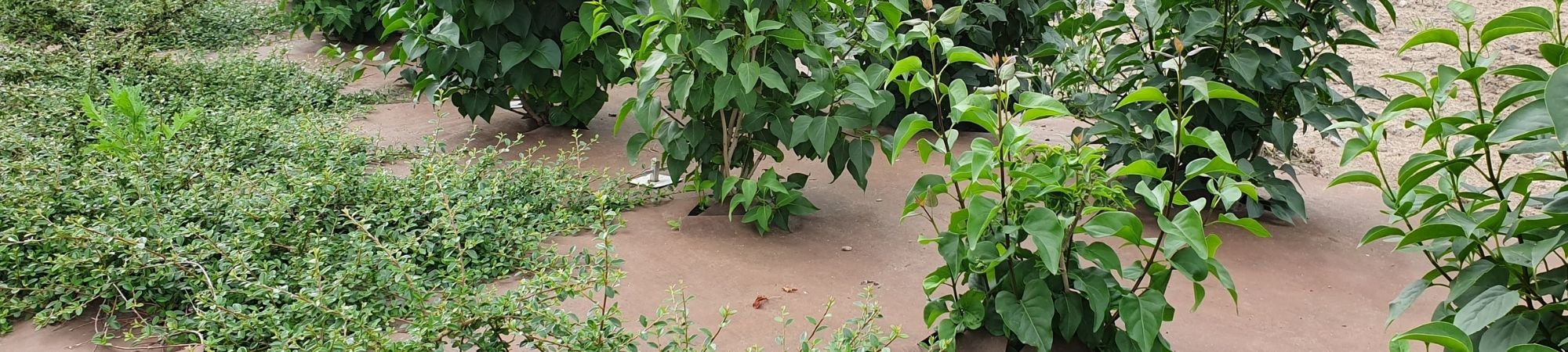 Ukrudtsduge og fiberduge - Byggros.jpg