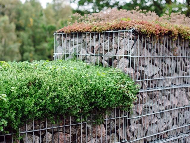 Projektbild MRR Gabion Sedum Projektbild MRR Gabion Sedum