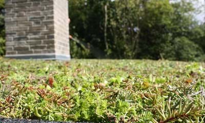 Bgreen It Sedumbakker 900X900px 1 Bgreen It Sedumbakker 900X900px 1