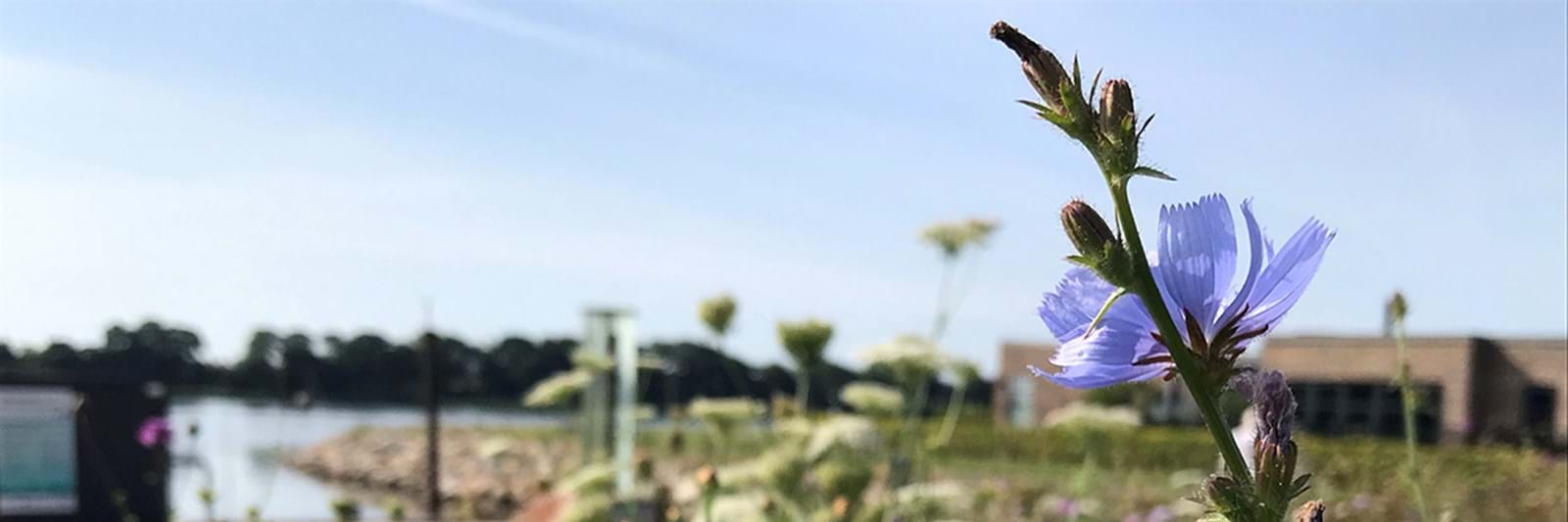 Vildeplanter.3000X1000 Vildeplanter.3000X1000