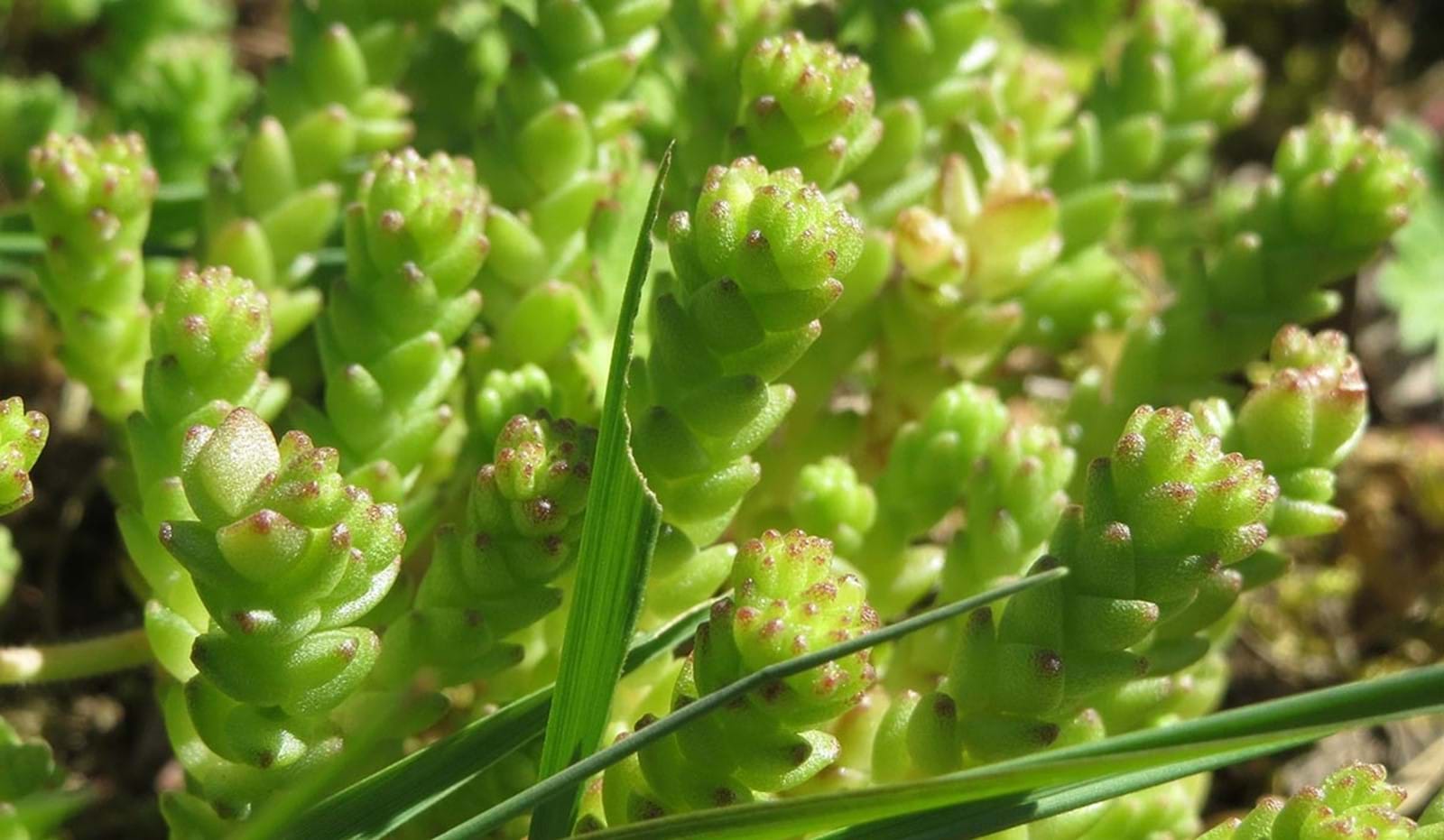 Sedum Acre 1182X688 Sedum Acre 1182X688