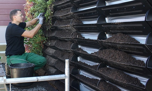 Billede 3: BGreen-it Living Wall-væghavesystemet kan forsynes med vand fra bygningens tag. Det fordeler sig selv mellem de enkelte plantemoduler.