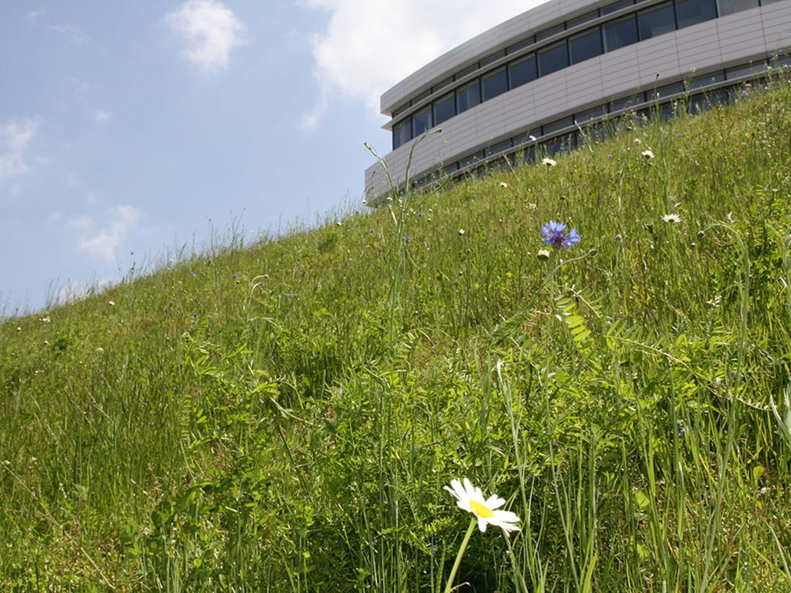 Billede1 Urban Green Biotoperne Omkring Novo Nordisk Domicilet Maksimerer Biodiversit Billede1 Urban Green Biotoperne Omkring Novo Nordisk Domicilet Maksimerer Biodiversit