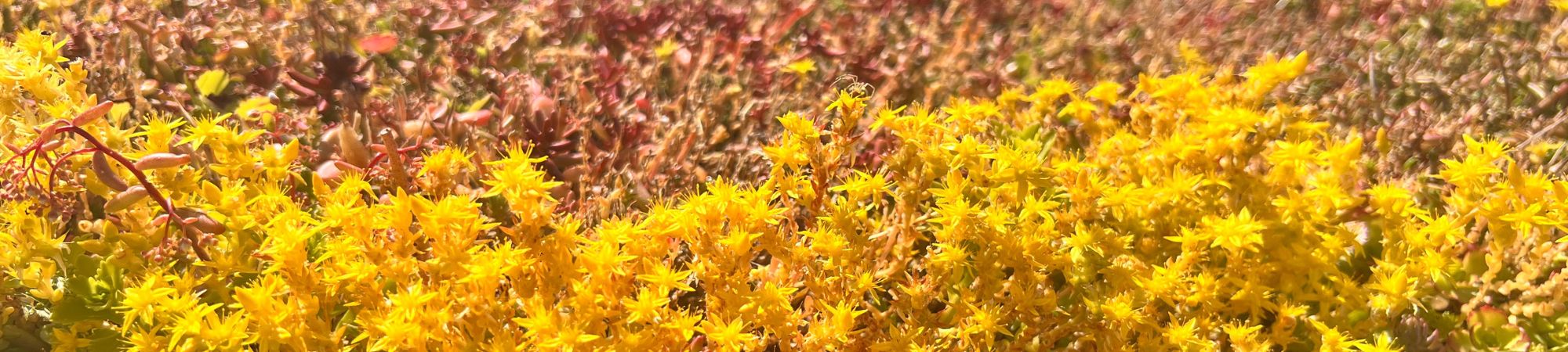 Referencer - BGreen-it Sedum 100.jpg