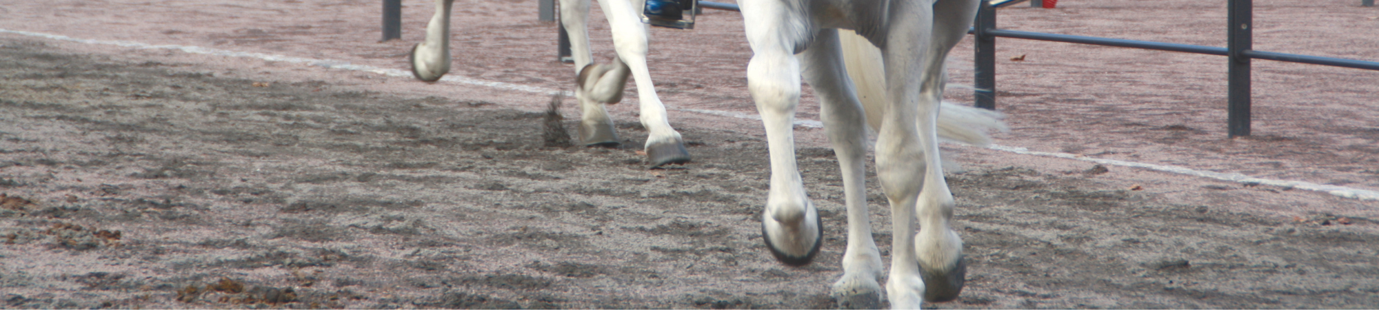 ECORASTER 2000x 450.png