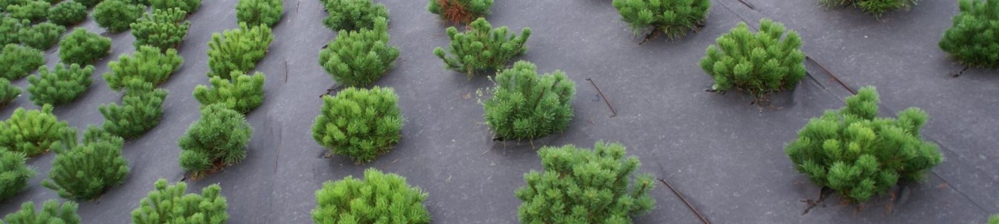 BioWeedStop ogräsduk.jpg