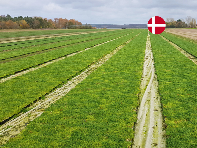 Dansk Sedumbakke 2 Dansk Sedumbakke 2