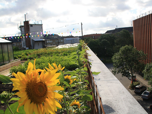 Billede 1: På taget af Københavns gamle bilauktionshus er der nu etableret et bylandbrug
